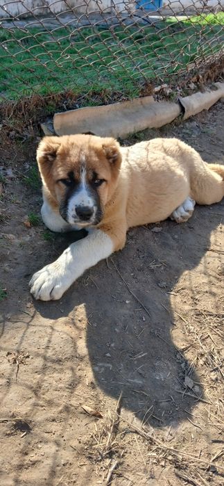 Осы кушык Сатылады