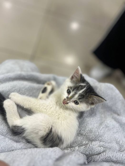 СРОЧНО! Котята ищут дом
