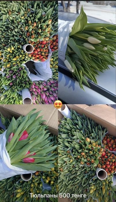 Продаю тюльпаны