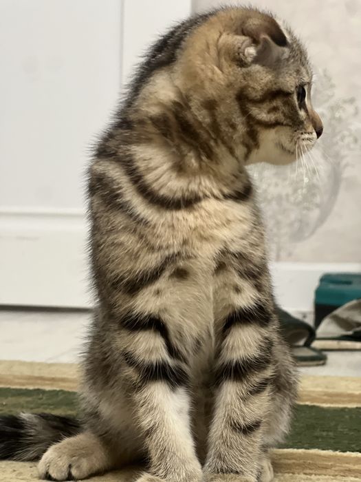 Бельгийская вислоухая