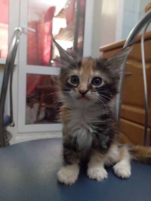 Котята Мейн куны