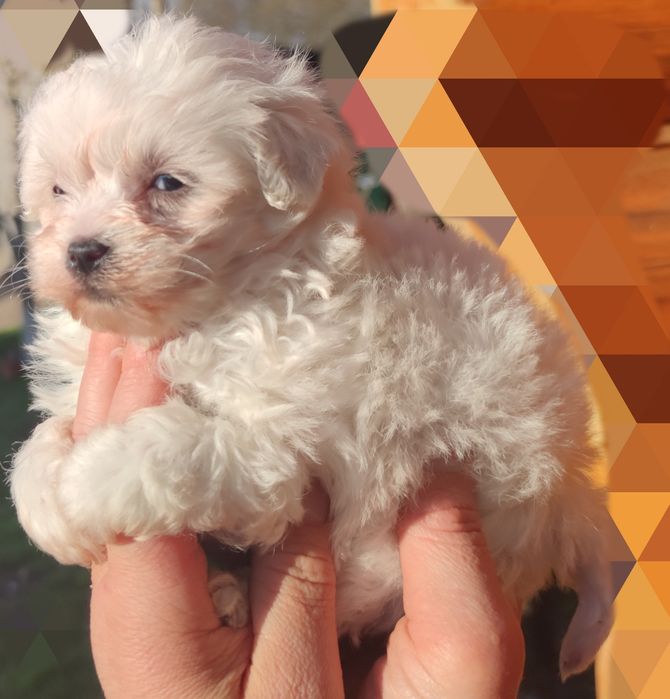 Bichon maltez talie mică