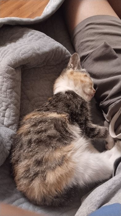 Котёнок девочка.