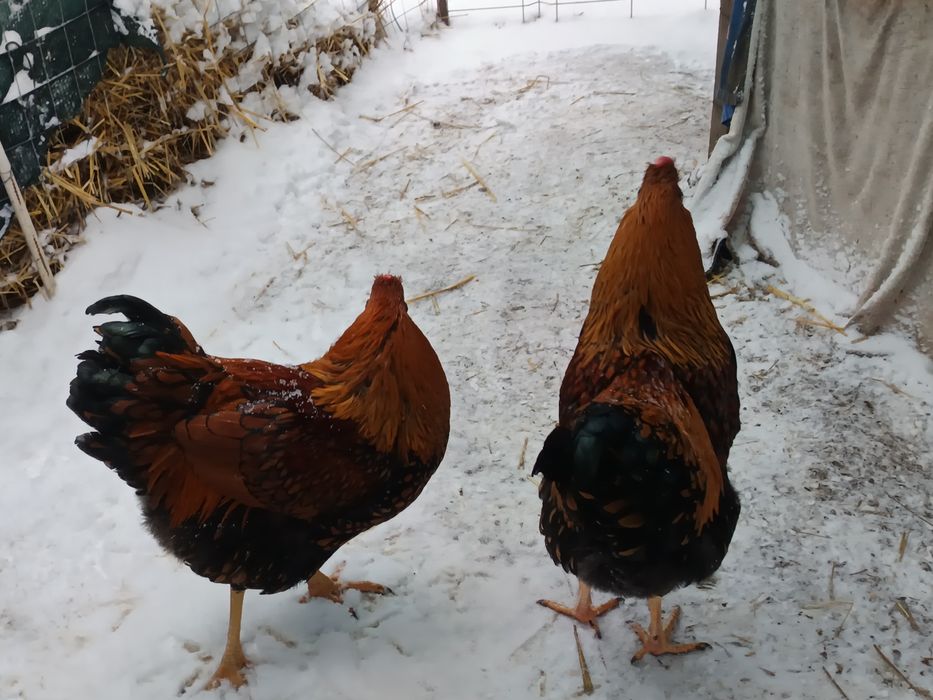 Cocoși  wyandote GSG - 7 luni