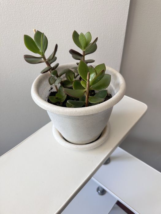 Толстанка-Красула