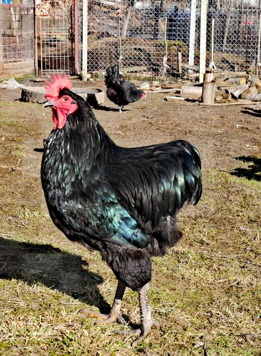 Jersey giant - familii