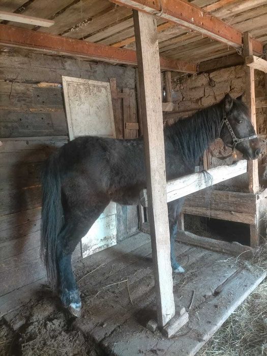 Продам жеребчика, 2 года.