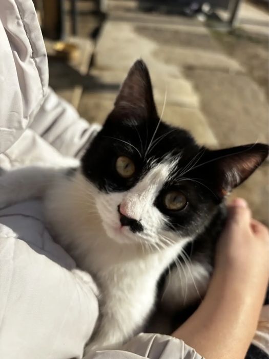 Отдам котенка девочку