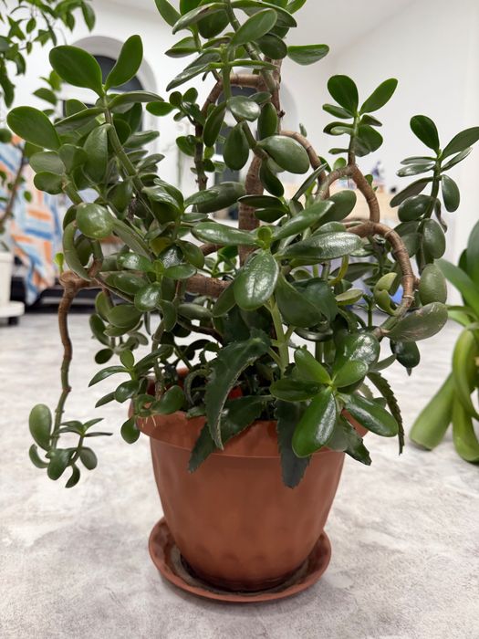 Денежное дерево красула