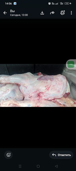 Продам говядину срочно по 3400