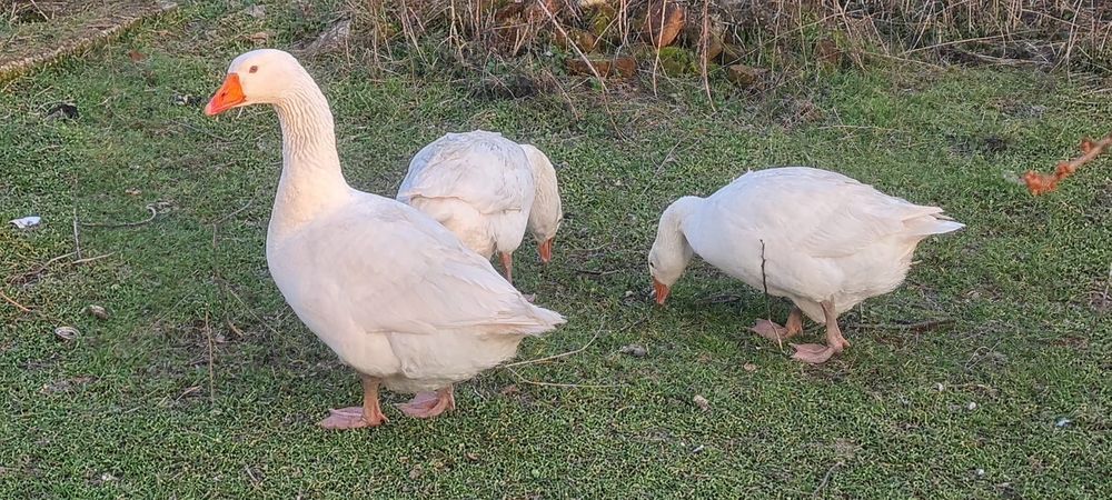 Gâște de curte 9 luni, 4 gâște și un gâscan, produc ouă.