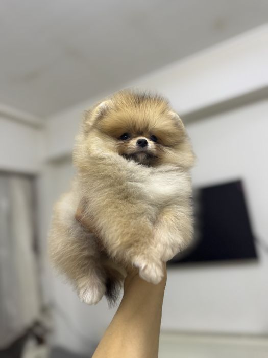 Femela pomeranian fci pedigree