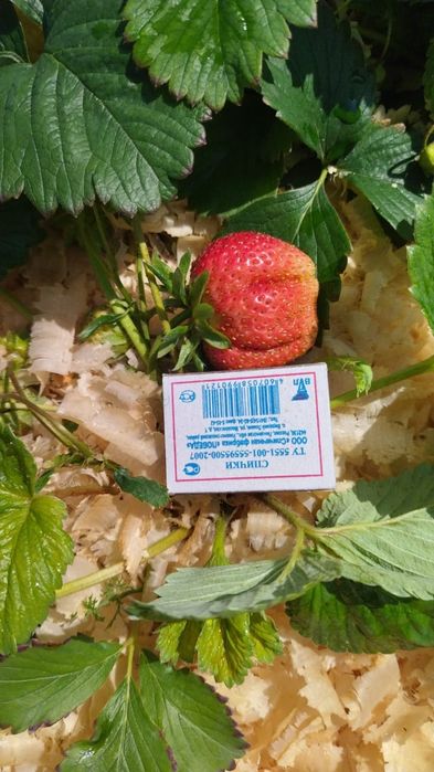 Клубника саженцы