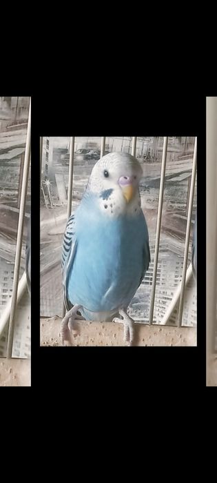 Волнистый попугай.