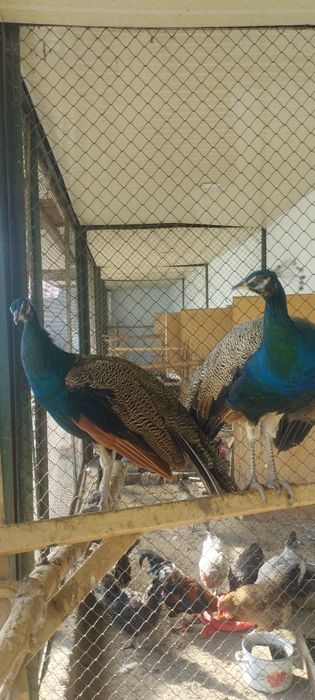 Продам  павлинов