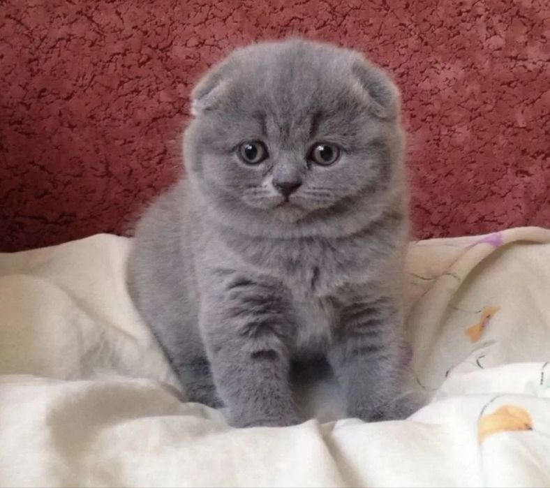 Продам очаровательного котёнка!