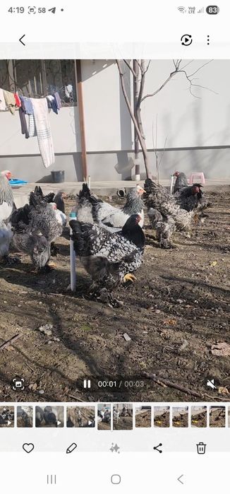 Brama tyomniy pux tuxumlari sotiladi