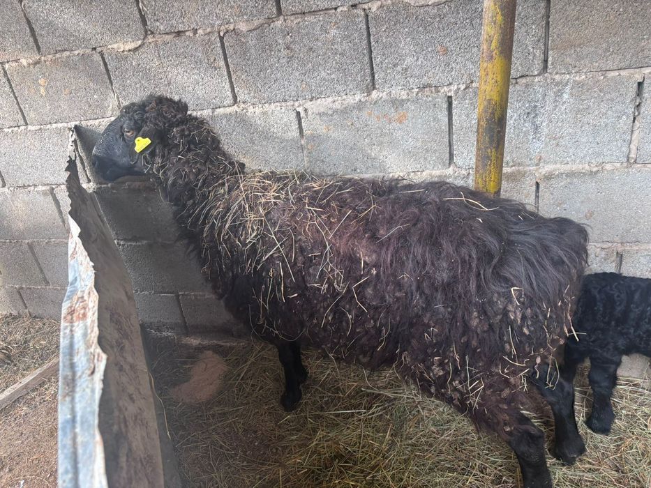 Қой сатылады.      .