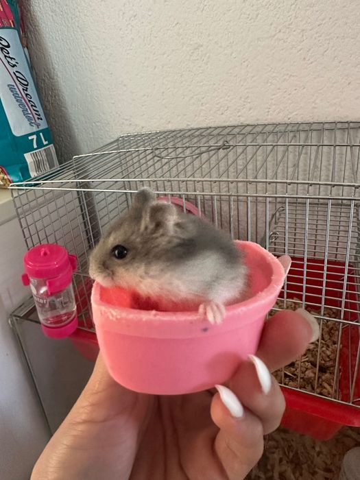 Хамстери джуджета СПЕШНО!