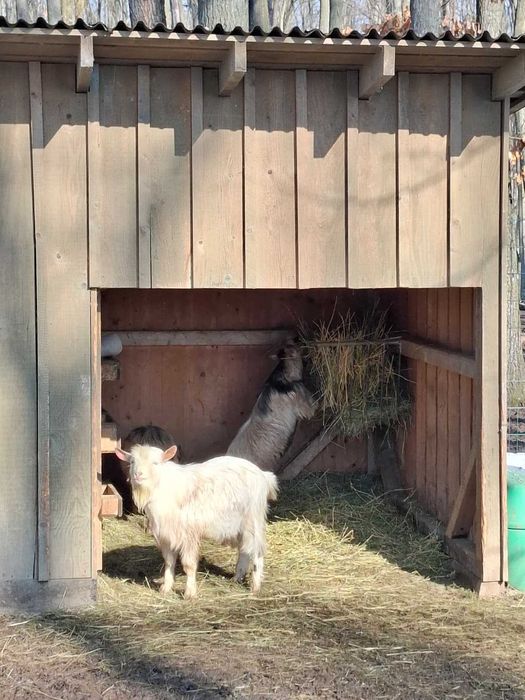 Vând țapi pitici - 200 lei/bucata