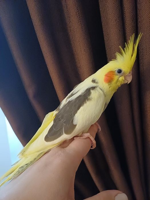 Papagali nimfe pui blanzi crescuti la mana