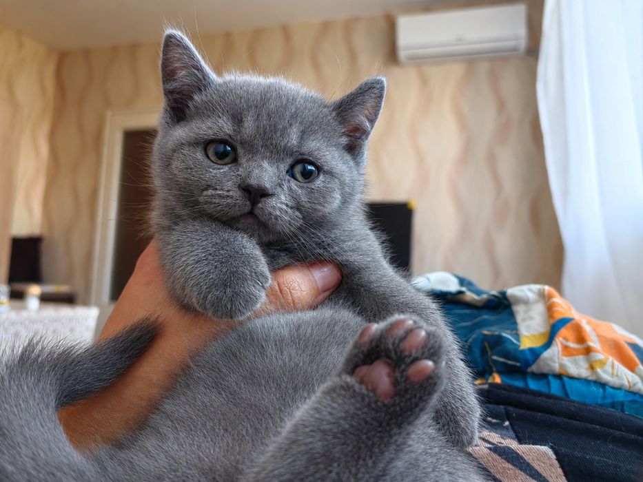 Британска късокосместа котка