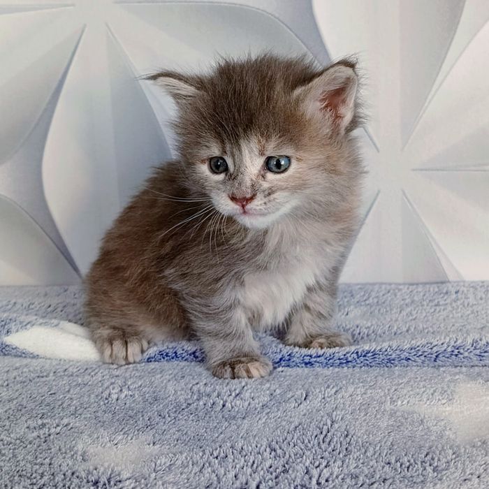 Котята Мейн Кун ( питомник)