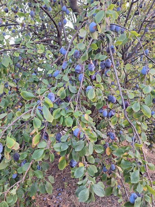 Prune pentru țuică – soi Tuleu Gras