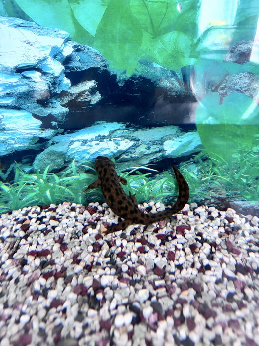 Продам аквариум с рыбками