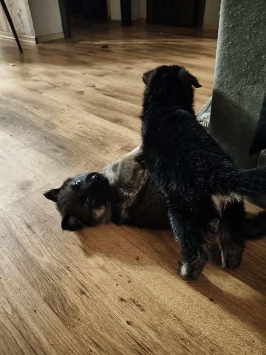 Щенки немецкой овчарки