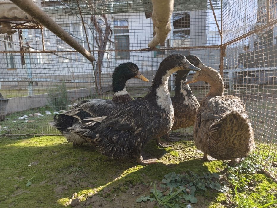 Продам утка четыре штука