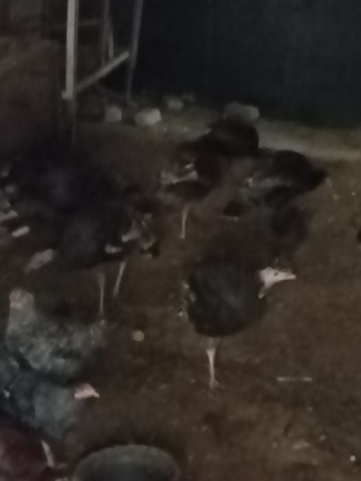 Куркалар сотилади