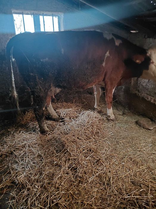 Vand vaci si jurinci