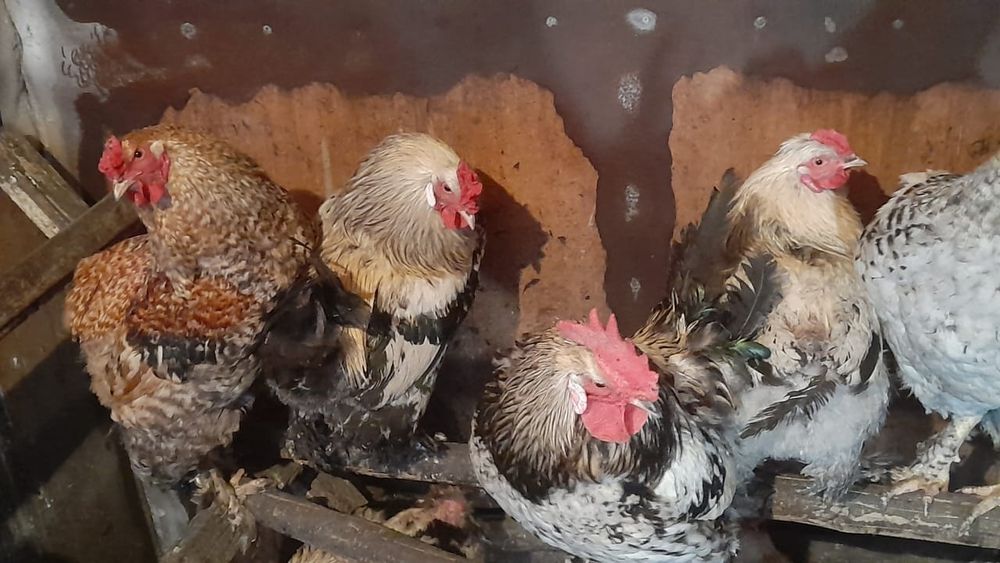 Продам домашних петухов майских