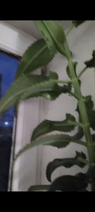 Продам лечебнное растения каланхоэ