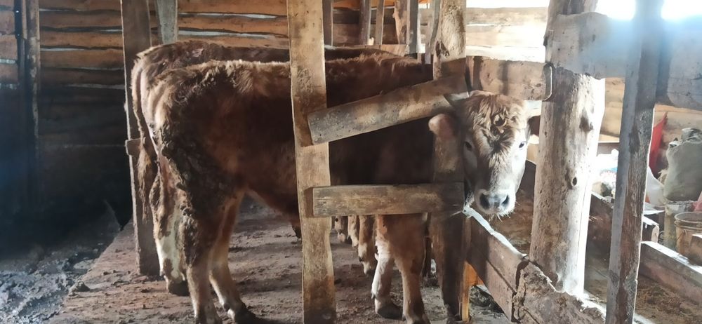 Продам бычка с откорма