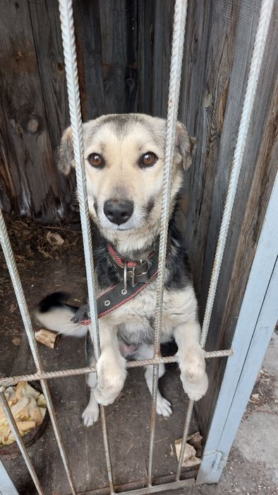 Отдам щенят  в добрые руки