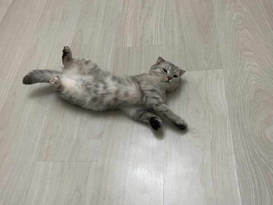 Отдам кошку в хорошие руки