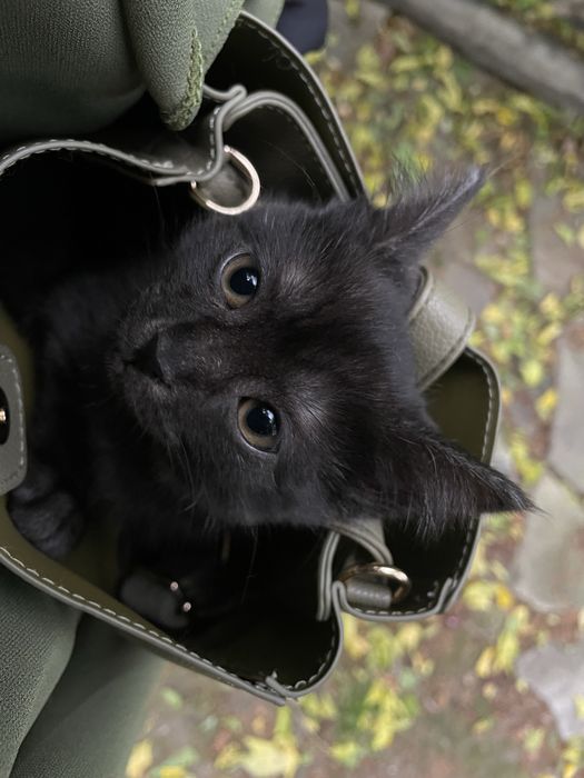 Кошка в ответствение руки