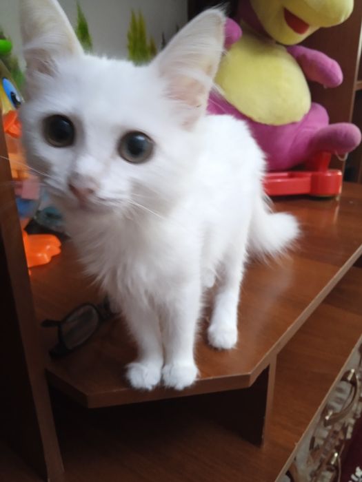 Отдаем катят в добрые руки