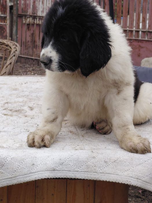 Ciobanesc Romanesc de Bucovina