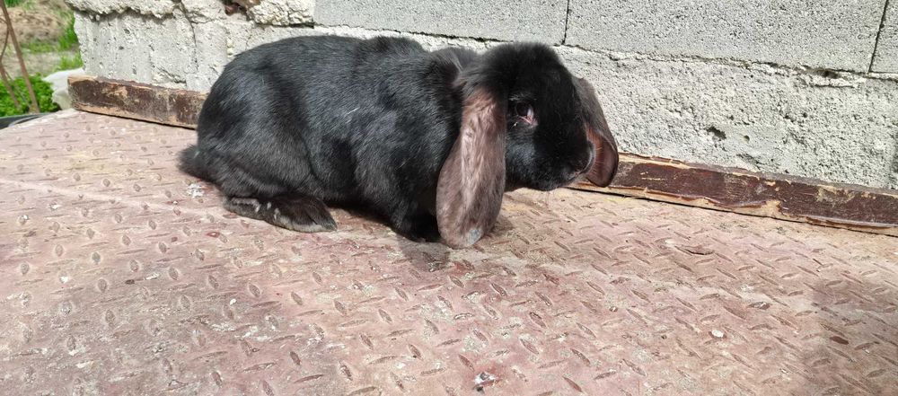 Зайци на различна възраст