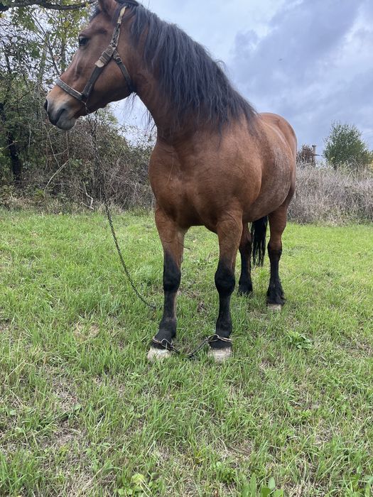 Vand doua iepe semi greu