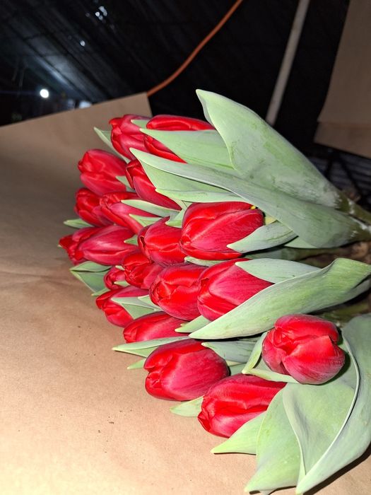 Тюльпаны оптом и в розницу