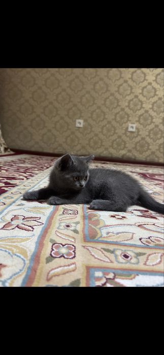 кошка British blue