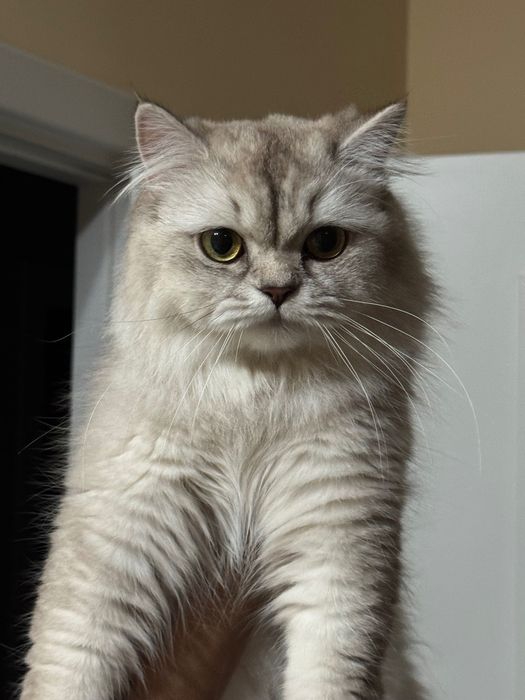 Кошка Британской Породы