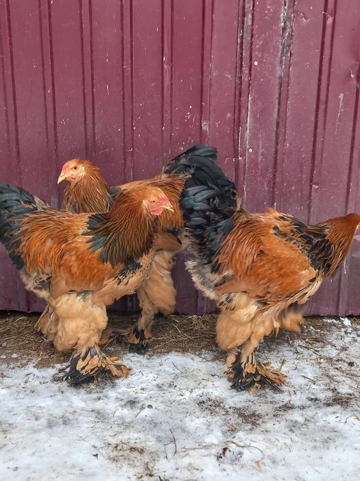 Vând Brahma Columbia
