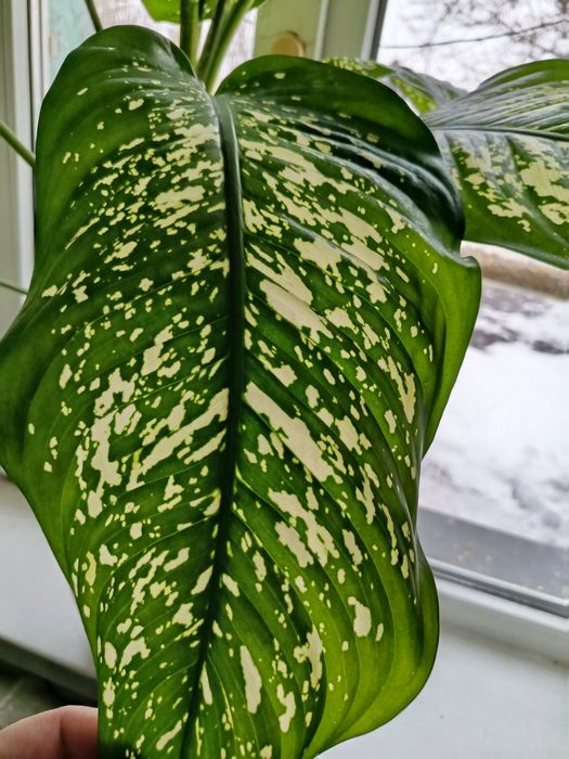 Диффенбахия без горшка