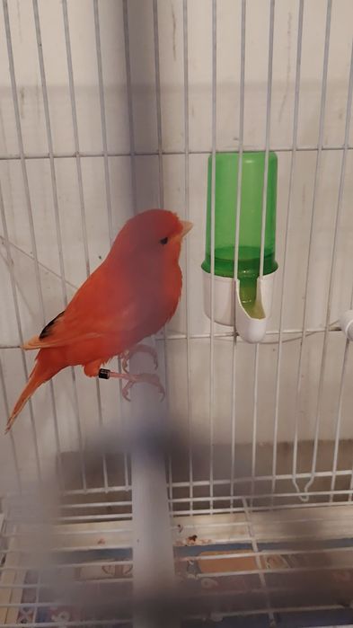 Canari de vanzare