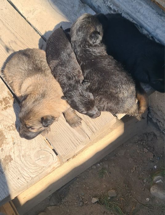 Немецкие щенки не дорого!